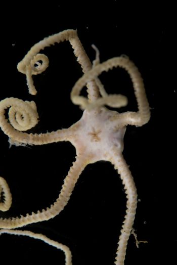 Media type: image;   Invertebrate Zoology 152374